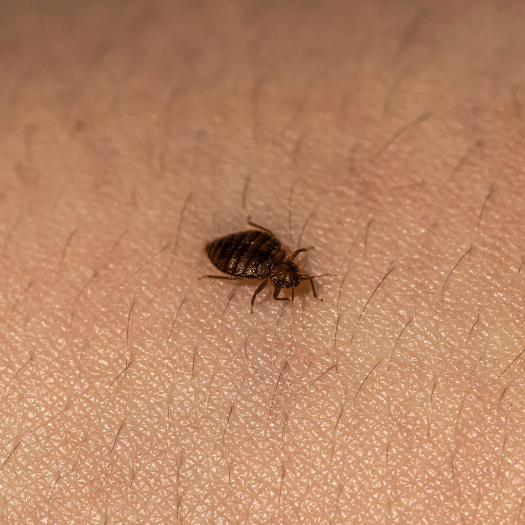 Bed Bug Control & Removal in Las Vegas